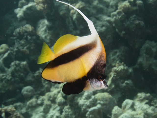 Heniochus intermedius